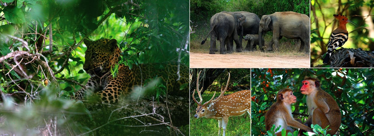Sri Lanka seasons